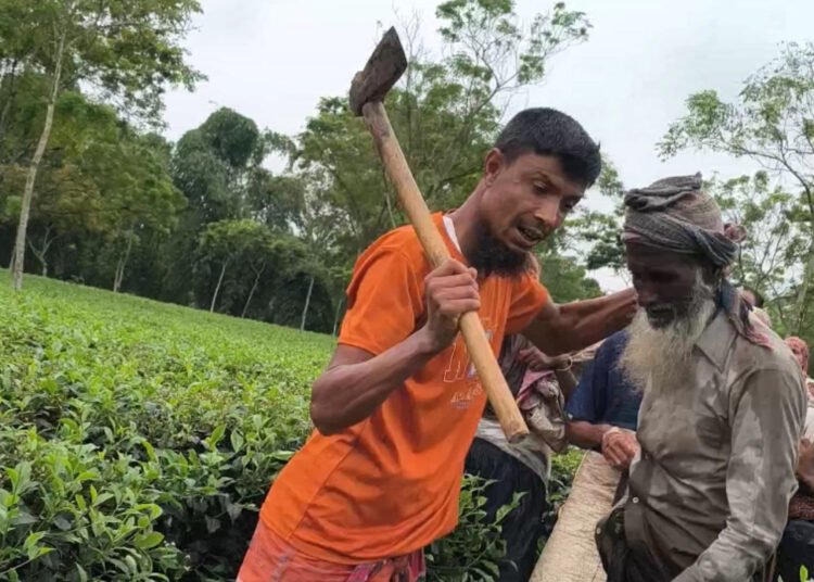 পঞ্চগড়ে মাইকে ঘোষণা দিয়ে চা বাগান দখল চেষ্টার অভিযোগ