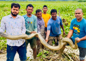 শ্রীমঙ্গলে ধানক্ষেত থেকে বিশাল অজগর উদ্ধার