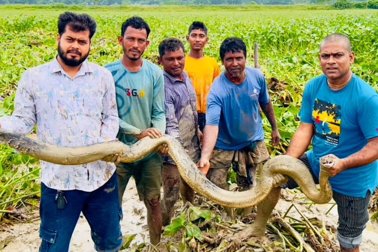 শ্রীমঙ্গলে ধানক্ষেত থেকে বিশাল অজগর উদ্ধার