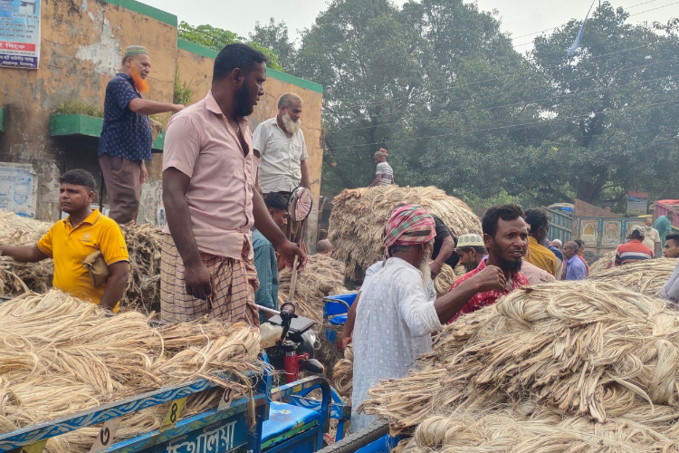 প্রায় আড়াই যুগ পর শাহজাদপুরে ফিরেছে পাটের সোনালি দিন